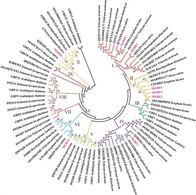 Over-Expression of a 14-3-3 Protein From Foxtail Millet Improves Plant Tolerance to Salinity Stress in Arabidopsis thaliana